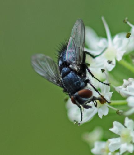 Réf. 271 210 : Epicampocera succincta